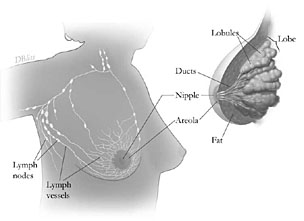 The Breasts